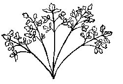葉の収穫(セリ科)