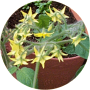 ミニトマト(ハンギングトマト)の花