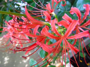 コヒガンバナの花